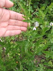 Solanum furcatum