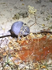 Onychomys leucogaster