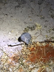 Onychomys leucogaster