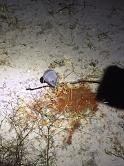 Onychomys leucogaster