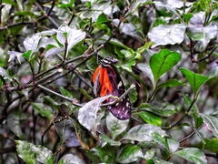 Heliconius hecale