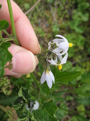 Solanum furcatum
