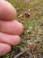 Trifolium gracilentum