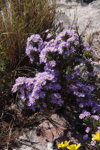 Image of Felicia fruticosa by (c) Tony Rebelo, some rights reserved (CC BY-SA)