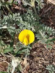 Adesmia pseudogrisea