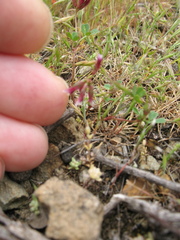 Trifolium gracilentum