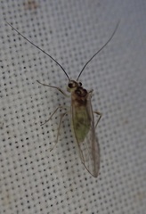 Stenopsocus immaculatus