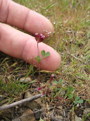 Trifolium gracilentum
