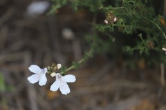 Prostanthera prostantheroides