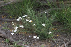 Prostanthera prostantheroides