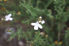 Prostanthera prostantheroides