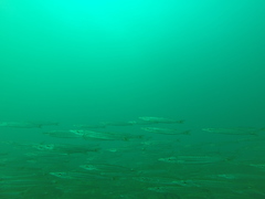 Sphyraena borealis