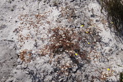 Pharnaceum elongatum