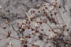 Pharnaceum elongatum