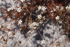 Pharnaceum elongatum