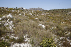 Pseudopentameris macrantha