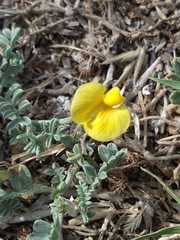 Adesmia pseudogrisea