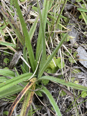 Hypoxis villosa