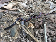 Geophis brachycephalus