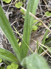 Hypoxis villosa