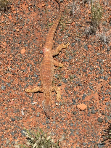 Sand Monitor