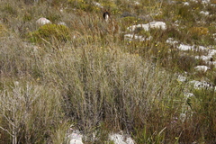 Pseudopentameris macrantha