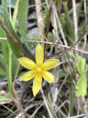 Hypoxis villosa