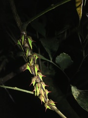 Umbonia ataliba