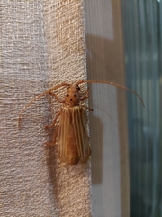 Coccoderus novempunctatus