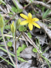 Hypoxis villosa