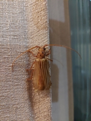Coccoderus novempunctatus