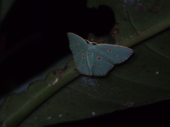Comostola meritaria