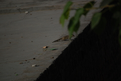 Funambulus pennantii