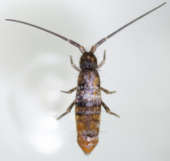 Pogonognathellus dubius