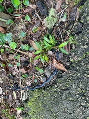 Calliophis intestinalis