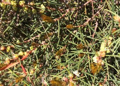 Hakea mitchellii
