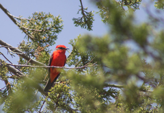Pyrocephalus rubinus
