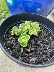 Sedum tetractinum