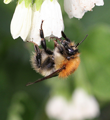 Bombus pascuorum