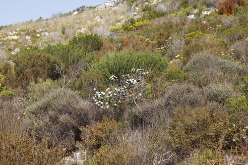 Image of Metalasia compacta by (c) Tony Rebelo, some rights reserved (CC BY-SA)