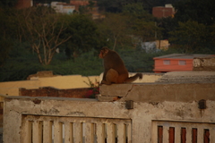 Macaca mulatta