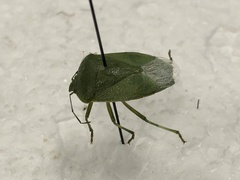 Chinavia hilaris