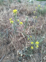 Erysimum crepidifolium