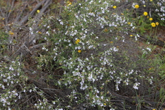 Hemigenia botryphylla