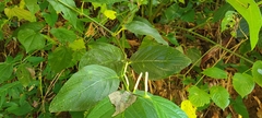 Piper glabrescens