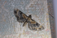 Eupithecia linariata