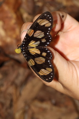 Notophyson heliconides