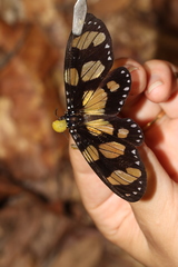Notophyson heliconides