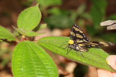 Notophyson heliconides
