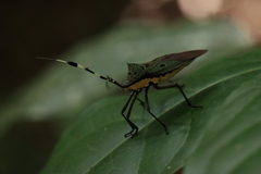 Molchina hopei